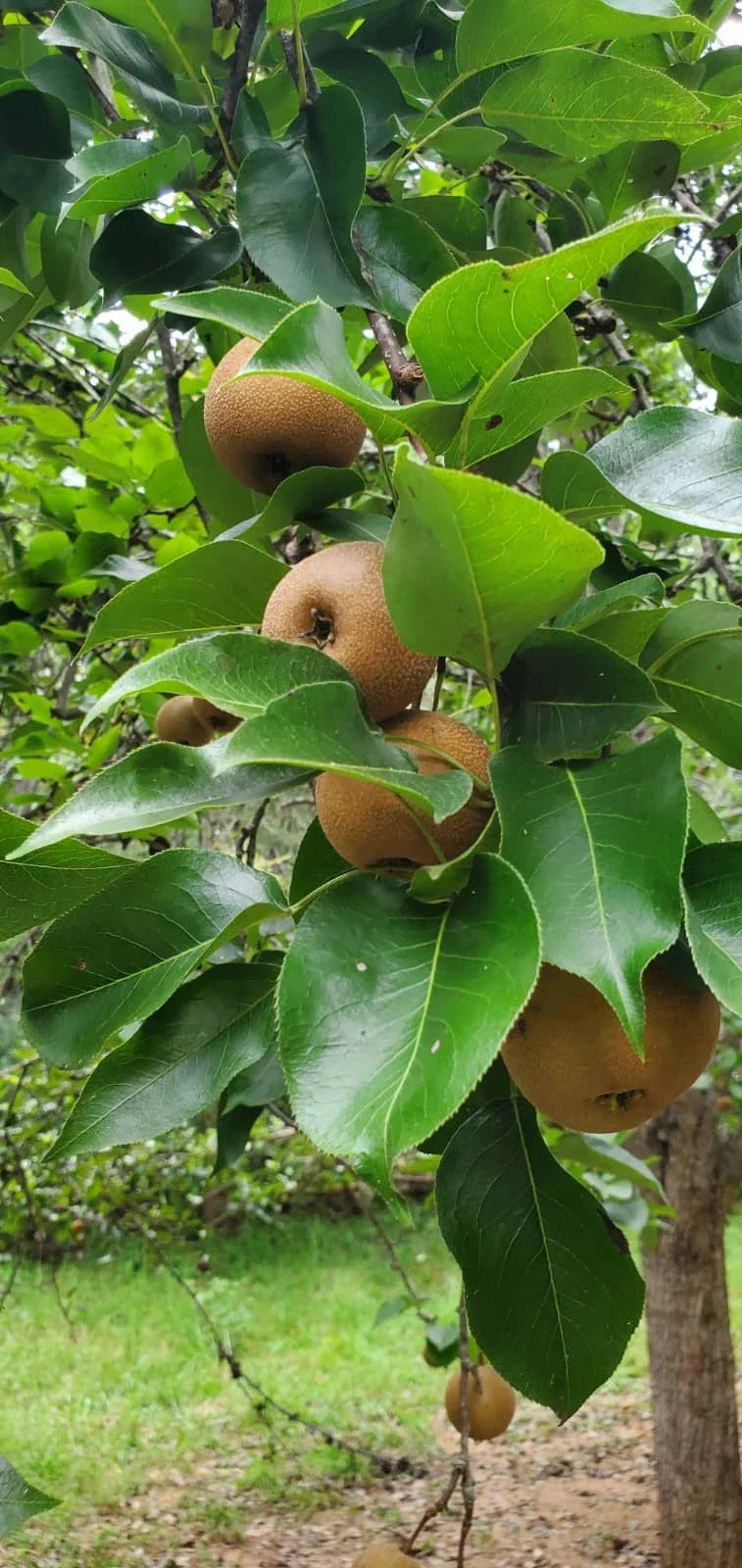Asian Round Pear Tree Cuttings – 10 Healthy Pyrus pyrifolia Propagation Material for Grafting and Rooting