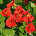 Cherrelle Nasturtium Seeds Pack - Tropaeolum majus, Annual Flower for Garden & Containers, 50+ Seeds