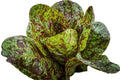 Romaine Freckles Lettuce Seeds – 195 Pack – Heirloom Salad Greens – Lactuca sativa – Home Garden, Container, Raised Bed