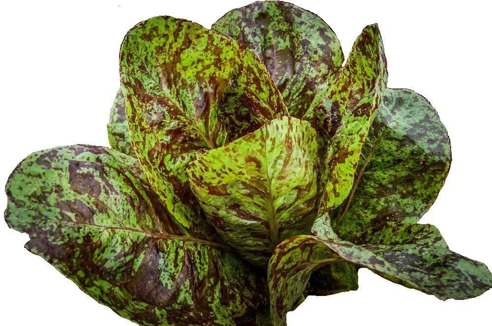 Romaine Freckles Lettuce Seeds – 195 Pack – Heirloom Salad Greens – Lactuca sativa – Home Garden, Container, Raised Bed