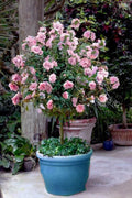 Pale Pink Sugar Tip Double Rose of Sharon Hibiscus Seeds – 30+ Rare Hibiscus syriacus Garden Seeds