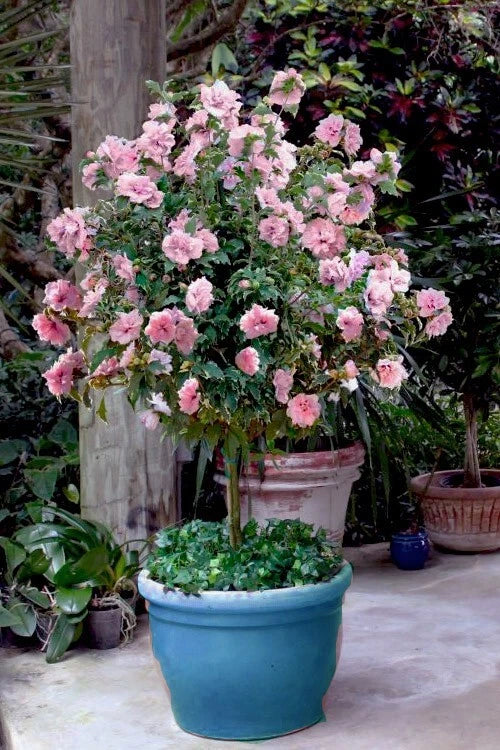 Pale Pink Sugar Tip Double Rose of Sharon Hibiscus Seeds – 30+ Rare Hibiscus syriacus Garden Seeds