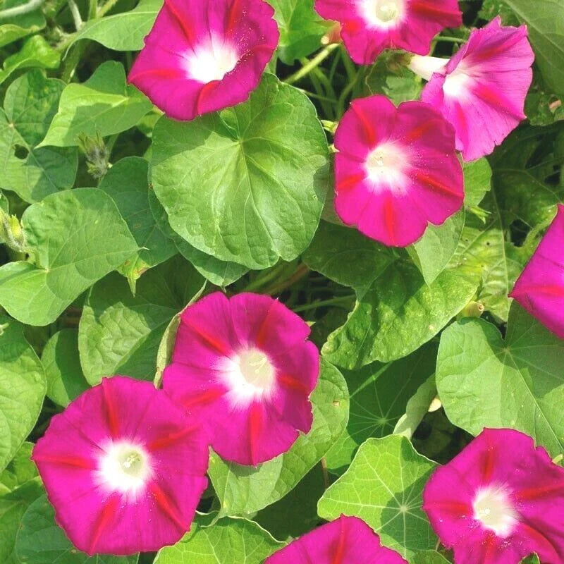 Red Morning Glory Flower Seeds - Climbing Vine, 41+ Seeds, Ipomoea coccinea, Vibrant Red Blooms, Fast-Growing, Pollinator Attracting