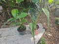 Monstera Burle Marx Flame Live Plant 5-Inch Pot Indoor Tropical Aroid Houseplant Rare Exotic