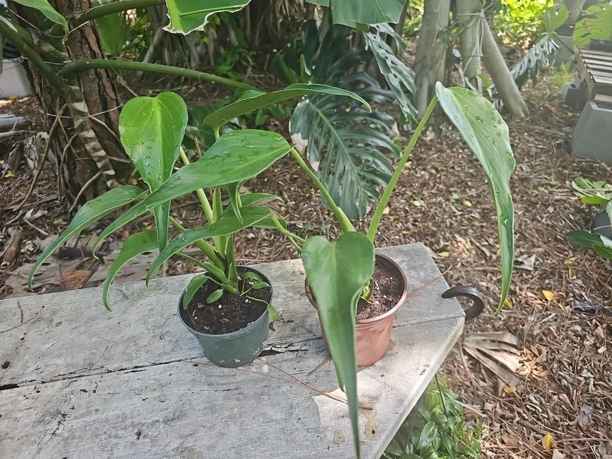 Monstera Burle Marx Flame Live Plant 5-Inch Pot Indoor Tropical Aroid Houseplant Rare Exotic