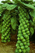 Long Island Brussels Sprout Seeds - 1000 Non-GMO Open Pollinated Vegetable Seeds Brassica oleracea var. gemmifera