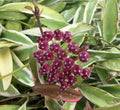 Hoya Wayetii 'Lori Lyn' Rooted Plant in 2.5" Pot – Exotic Trailing Houseplant with Waxy Leaves, Indoor Decor, Low Maintenance