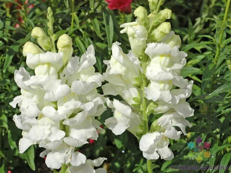 Rocket White Snapdragon Seeds - Antirrhinum majus, 1000+ Seeds for Garden, Annual, White Flowers, Easy to Grow, Full Sun, USA Grown