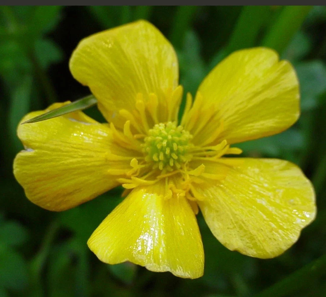Organic Bulbous Buttercup Seeds - Bright Yellow Flowers for Gardens & Wildflowers - Ranunculus bulbosus, 100+ Seeds