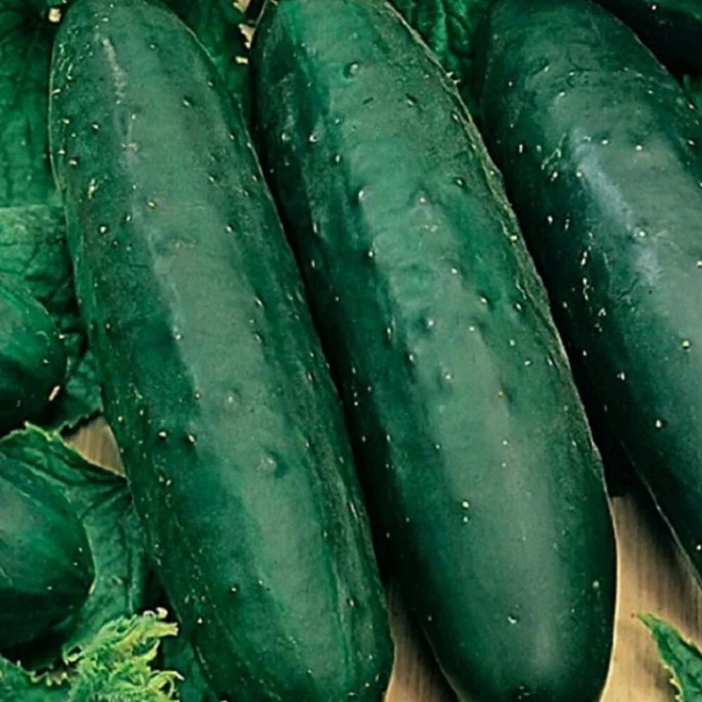 Marketmore 76 Cucumber Seeds - Non-GMO Heirloom Vegetable Seeds for Home Garden, Cucumis sativus