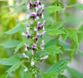 Motherwort Seeds 100 Pack - Leonurus Cardiaca Herbal Remedy, Medicinal Herb, TCM, Perennial Plant for Garden
