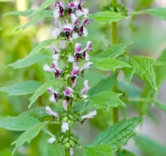 Motherwort Seeds 100 Pack - Leonurus Cardiaca Herbal Remedy, Medicinal Herb, TCM, Perennial Plant for Garden