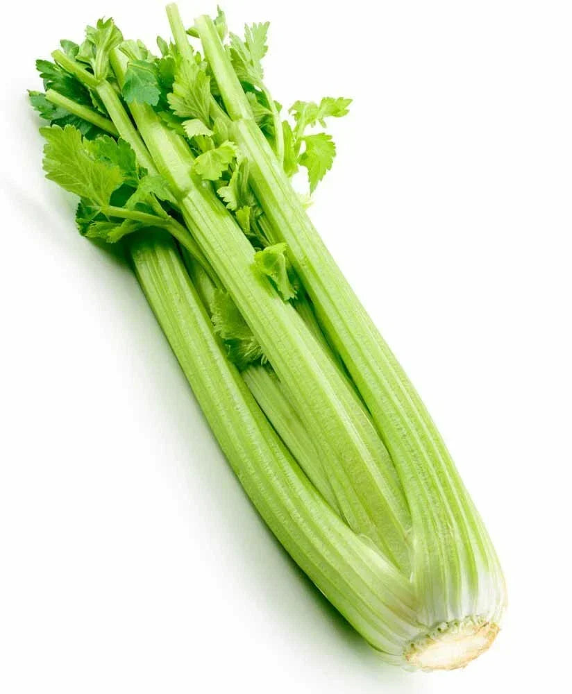 Tall Utah Celery Seeds - Heirloom Apium graveolens for Crisp, Tender Stalks, Pack of 2000+ Seeds, Non-GMO, Fresh USA