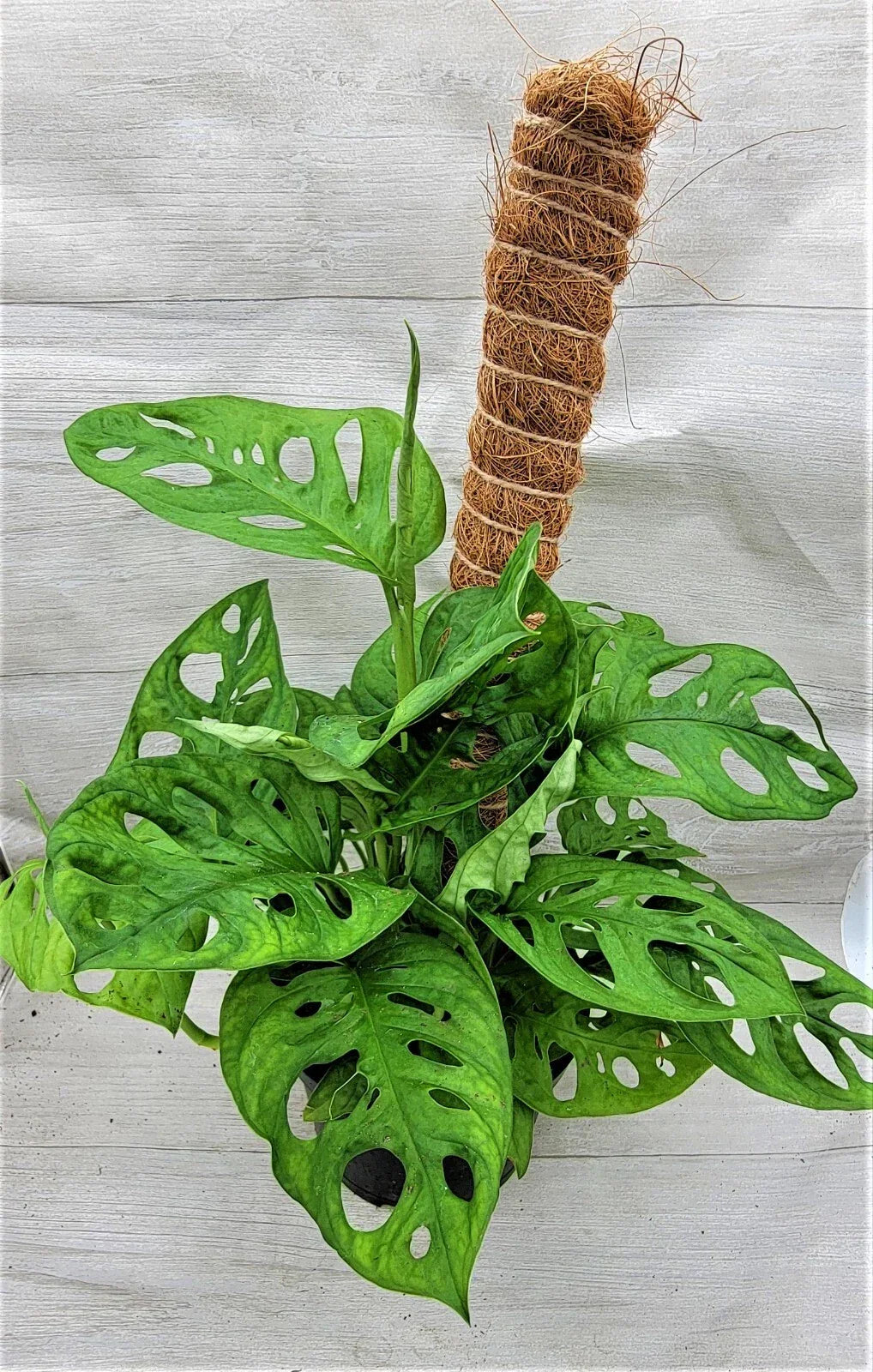 Monstera Swiss Cheese Plant 3" & 4" Live Indoor Houseplant - Rare Monstera adansonii with Fenestrated Leaves