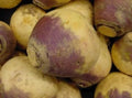 Fresh Rutabaga Seeds - American Purple Top Variety - Brassica napus - 100 Count for Home Garden, Nutritious Roots, Easy Grow