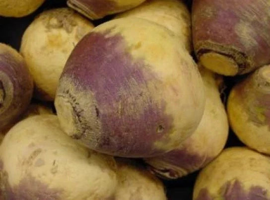 Fresh Rutabaga Seeds - American Purple Top Variety - Brassica napus - 100 Count for Home Garden, Nutritious Roots, Easy Grow