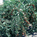 Goji Berry Cuttings - Fresh Lycium barbarum Cuttings Lot of 20 for Garden