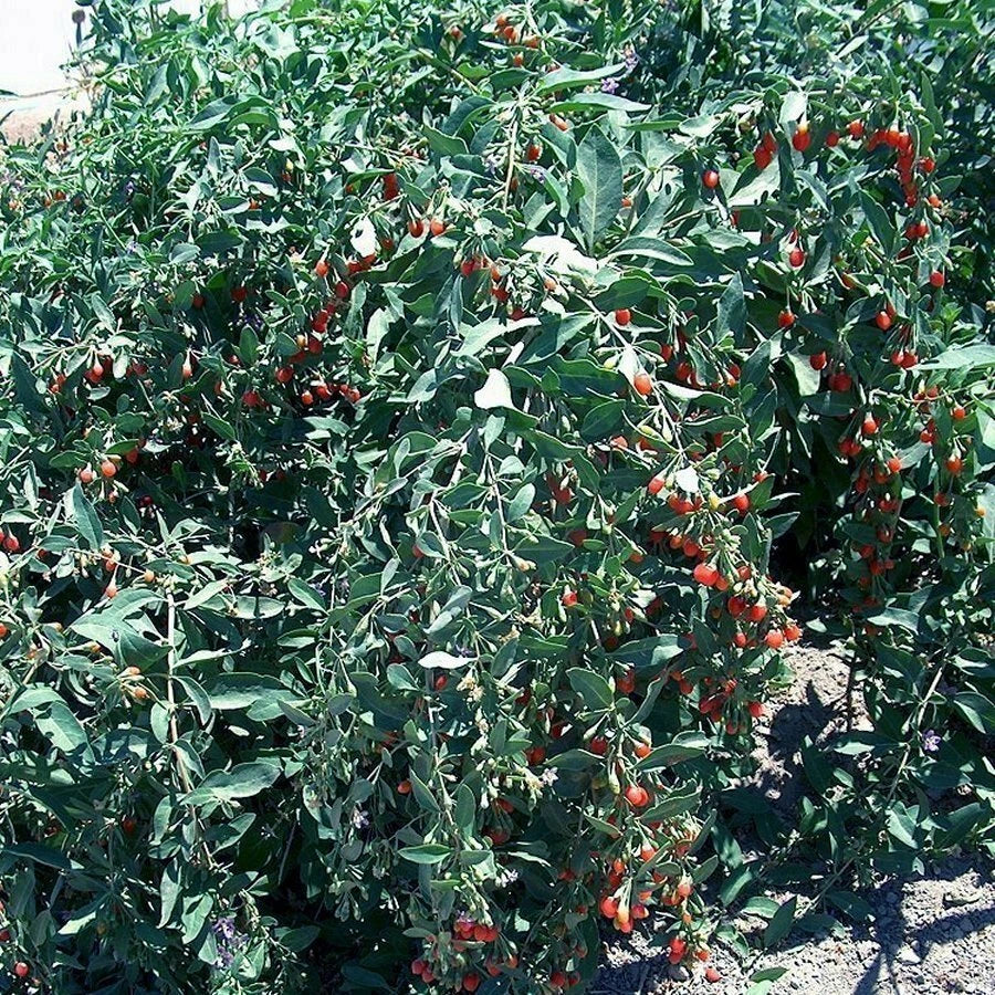 Goji Berry Cuttings - Fresh Lycium barbarum Cuttings Lot of 20 for Garden
