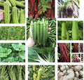 Asian Vegetable Seeds Set of 20 Varieties - Non-GMO Organic Gardening Supplies for Home Gardens