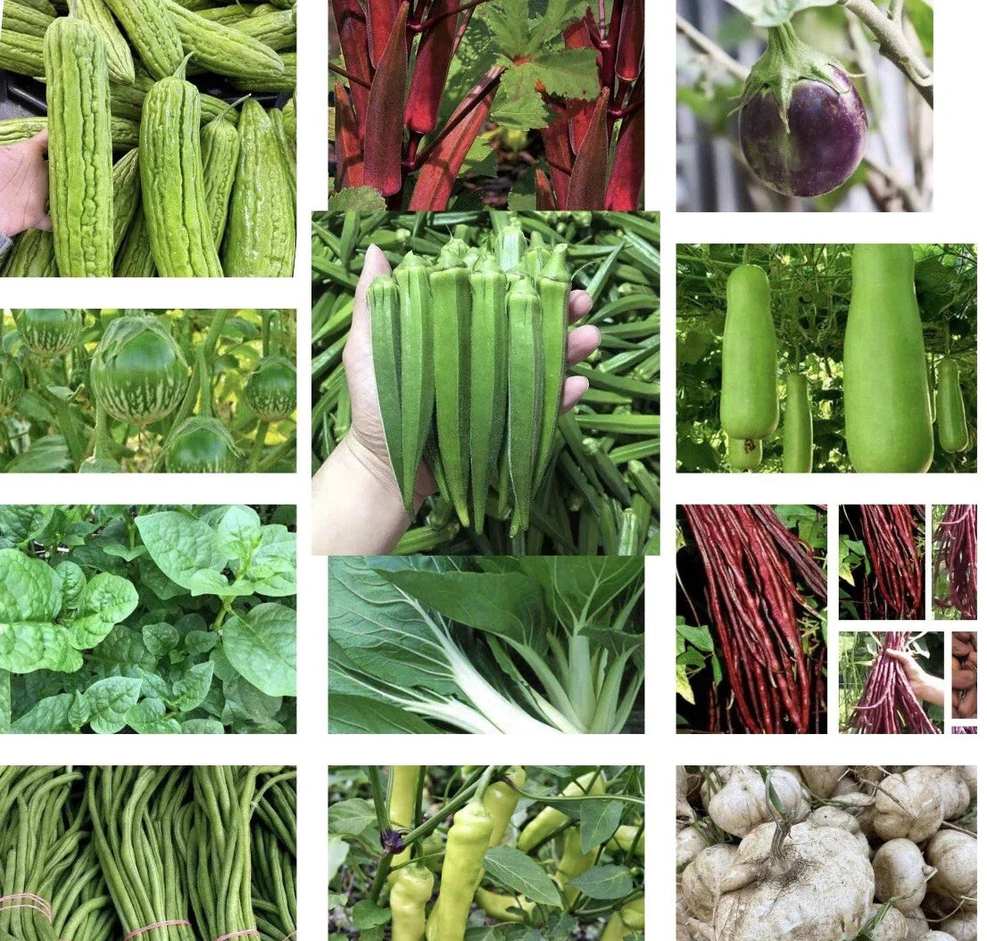 Asian Vegetable Seeds Set of 20 Varieties - Non-GMO Organic Gardening Supplies for Home Gardens