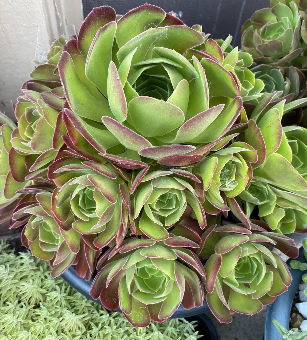 Aeonium Succulent Cutting - Large Variety - Aeonium arboreum - Indoor or Outdoor Plant
