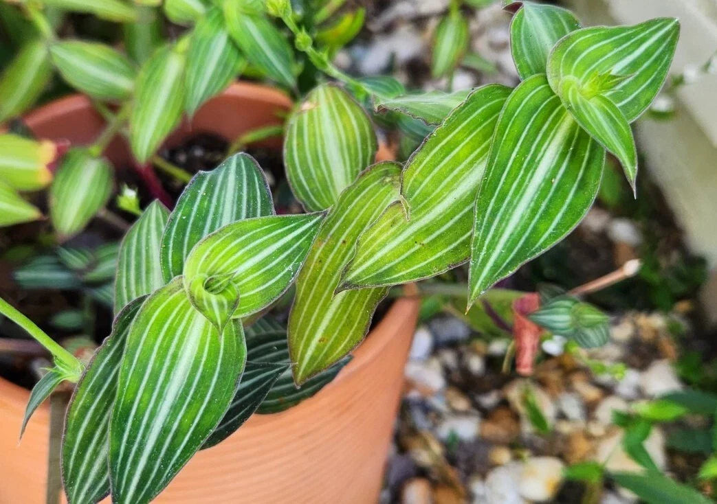 Wandering Jewel Plant - Callisia Gentlei var. Elegans - Striped Inch Houseplant - Indoor Low Light Tolerant - Trailing Foliage