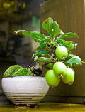 Guava Fruit Bonsai Tree Seeds - 20 Pack - Exotic Tropical Psidium guajava for Indoor & Outdoor Gardening
