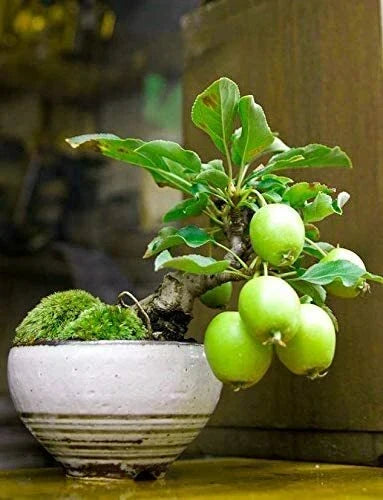 Guava Fruit Bonsai Tree Seeds - 20 Pack - Exotic Tropical Psidium guajava for Indoor & Outdoor Gardening