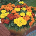 Marigold Seeds Crackerjack Variety - Tagetes erecta - 50 Seeds for Bright Orange & Yellow Blooms