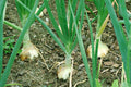 Walla Walla Sweet Onion Seeds - NON-GMO, Overwintering Variety, Allium cepa, Full Sun, Bulbous, Free Shipping
