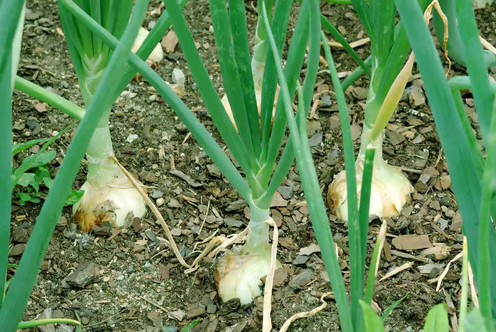 Walla Walla Sweet Onion Seeds - NON-GMO, Overwintering Variety, Allium cepa, Full Sun, Bulbous, Free Shipping