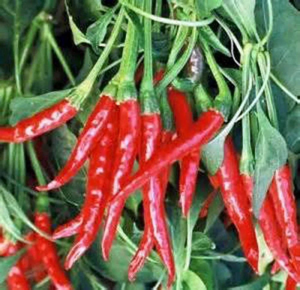 Hot Pepper Seed Mix - Heirloom Garden Collection - 7 Varieties - Capsicum Annuum & More - Organic Non-GMO Seeds