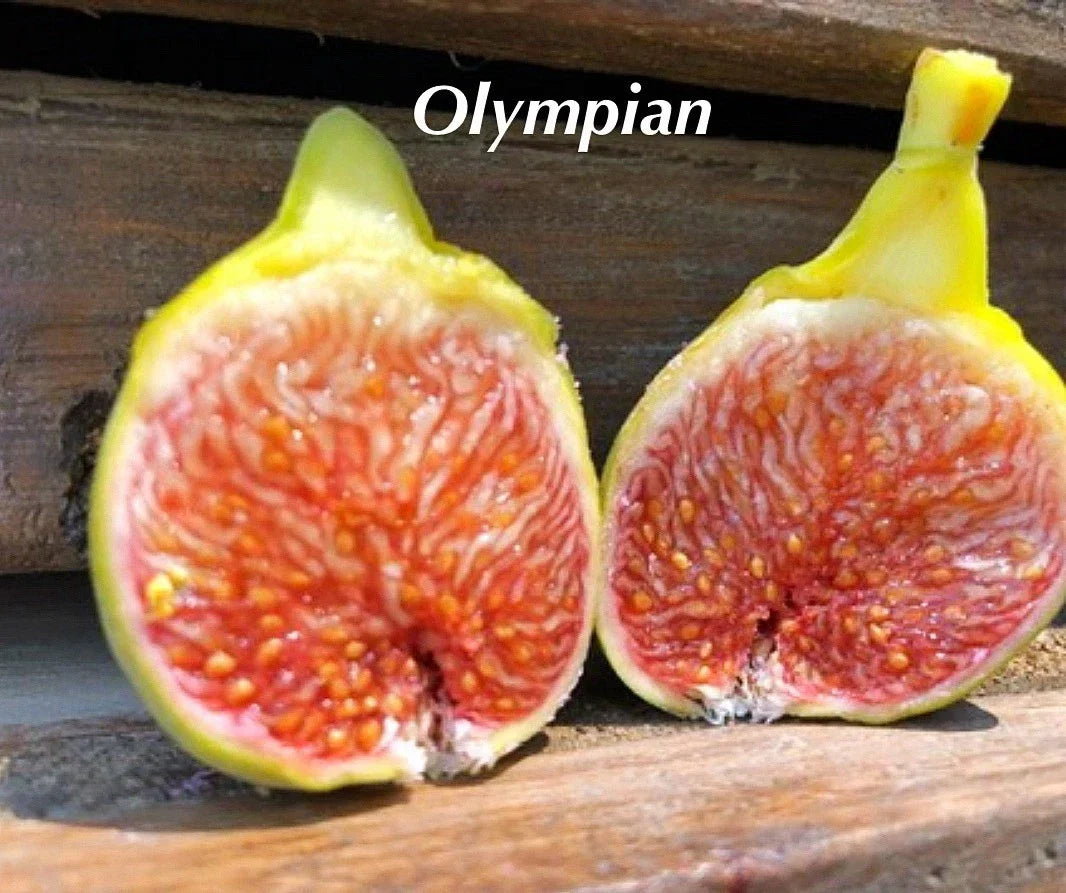 Olympian Fig Tree Plant Starter - Ficus carica Bare Root Live Fruit Tree for Garden or Container