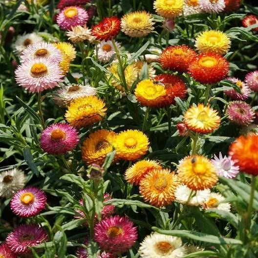 Dried Strawflower Seeds - Dwarf Mixed Colors - Helichrysum bracteatum - Non-GMO, 500 Seeds for Dried Flowers & Arrangements