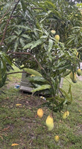 Mango Scion Grafting Cuttings - Venus Variety - 3 Bud Wood for Grafting