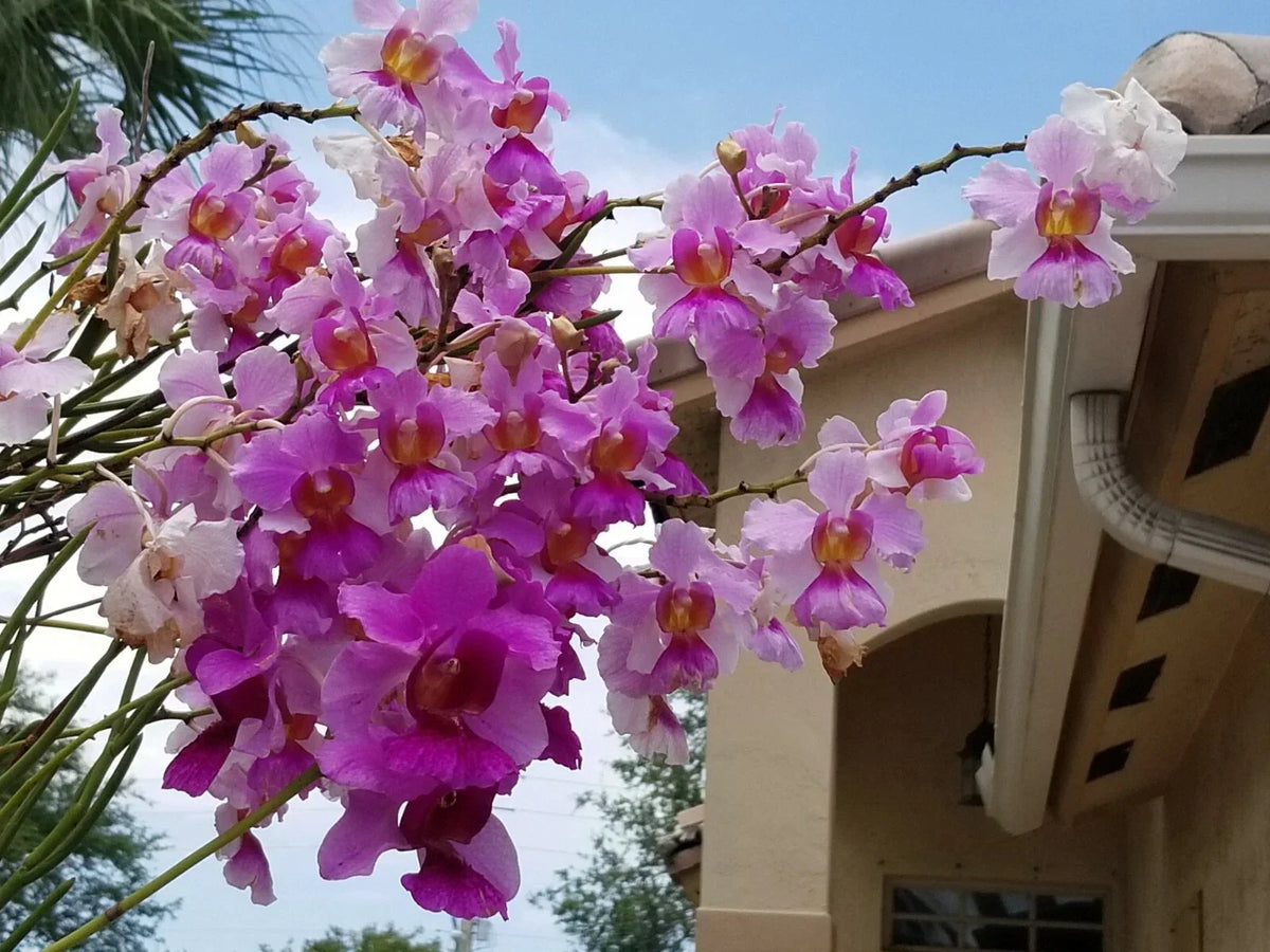 Miss Joaquim 'Douglas' Rooted Cuttings 5-8" | Easy to Grow Orchid Hybrid