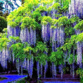 Chinese Blue Wisteria Seeds - 5 Pack, Climbing Flowering Vine, Wisteria sinensis, Blue-Purple Blooms, Hardy Garden Plant