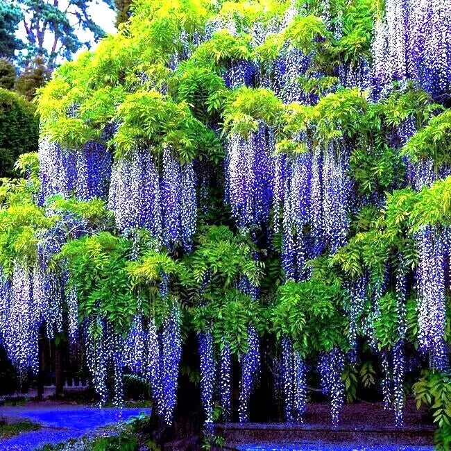 Chinese Blue Wisteria Seeds - 5 Pack, Climbing Flowering Vine, Wisteria sinensis, Blue-Purple Blooms, Hardy Garden Plant