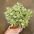 Live Succulent Plant 8in Bare Root Crassula Swaziensis Variegata 'Money Maker' Indoor Outdoor