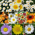 Daisy Flower Seeds Mix - 1000 Non-GMO Seeds with 10 Varieties including Painted Shasta - Perennial & Annual Garden Seeds
