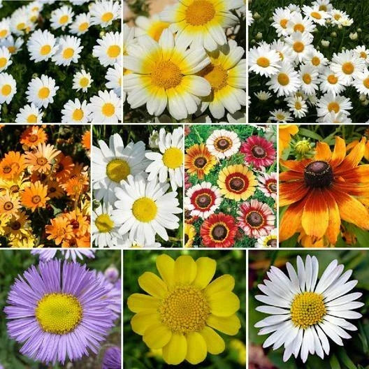 Daisy Flower Seeds Mix - 1000 Non-GMO Seeds with 10 Varieties including Painted Shasta - Perennial & Annual Garden Seeds