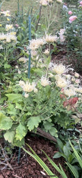 Rare White/Pink Chrysanthemum Live Plant 10-13 inches - Chrysanthemum morifolium