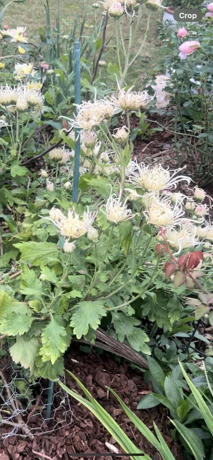 Rare White/Pink Chrysanthemum Live Plant 10-13 inches - Chrysanthemum morifolium