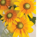 Irish Eyes Rudbeckia Seeds - 30 Fresh Rudbeckia hirta Seeds for Garden, Full Sun, Bright Yellow Flowers