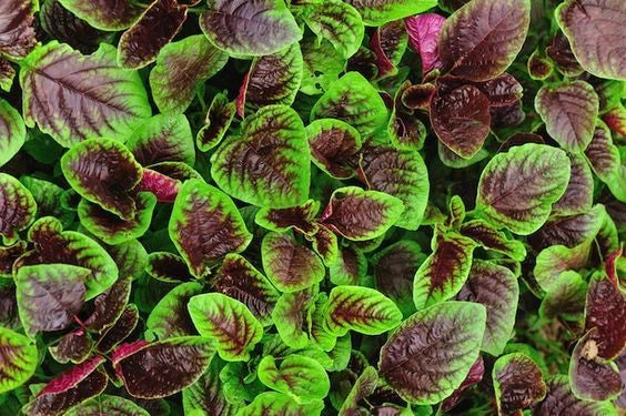 Red Garnet Amaranth Seeds – Organic Non-GMO Open Pollinated, Edible & Ornamental, Amaranthus cruentus, 500 Seeds