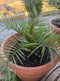 Pineapple Palm Tree Seeds - Canary Date Palm - Phoenix Canariensis - Indoor/Outdoor Landscape Plant