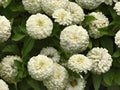 White Zinnia Seeds - Heirloom Polar Bear Variety - Non-GMO Zinnia elegans for Garden, Cut Flowers & Pollinator Attraction