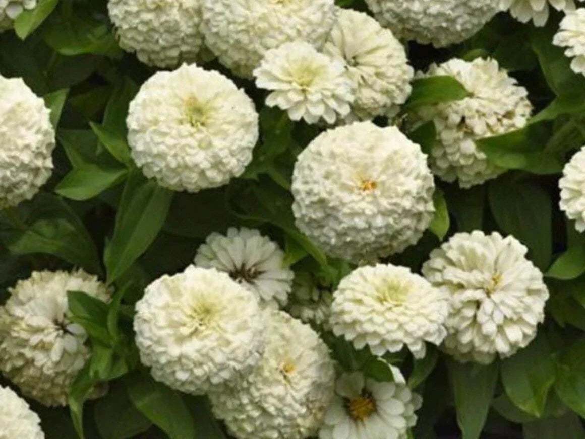 White Zinnia Seeds - Heirloom Polar Bear Variety - Non-GMO Zinnia elegans for Garden, Cut Flowers & Pollinator Attraction