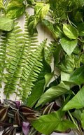 Rooted House Plant Cuttings 20 Pack | Pothos, Spider Plant, Snake Plant, ZZ Plant | Indoor Gardening Propagation