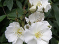 Rambler Rose Cuttings 15 Unrooted Propagation Rosa Multiflora Climbing Garden Flower